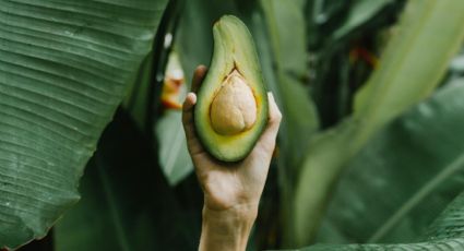 Secretos del hueso de aguacate: 2 formas de usarlo para beneficiar tus plantas y árboles frutales