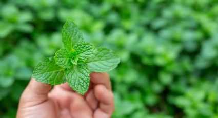 Plantas: guía práctica para cultivar menta en casa en una maceta