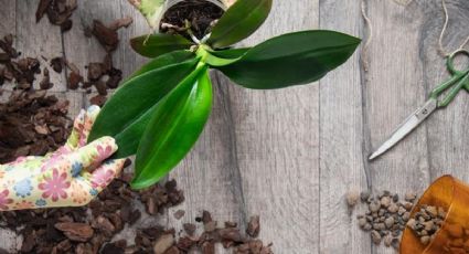 Flores vibrantes: cómo revivir y hacer florecer tu planta de orquídeas en casa