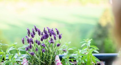 Guía esencial de jardinería: cómo multiplicar y cuidar tus plantas de lavanda