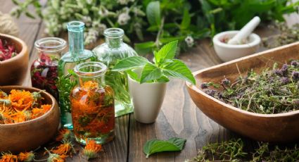 Remedios naturales en tu jardín: las 5 plantas medicinales más beneficiosas