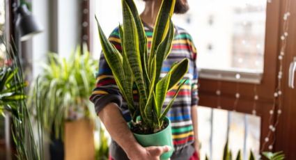 Canela y plantas: el método infalible para hacer florecer la lengua de suegra