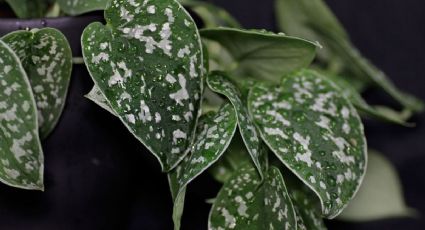 La planta suculenta desconocida que añade alegría a tu casa con mínimo riego