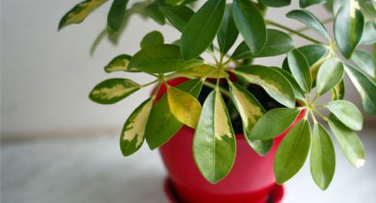 Secretos de la cheflera: cómo mantener esta planta hermosa con poco esfuerzo