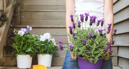 Lavanda para el bienestar: consejos de ubicación para atraer prosperidad y alejar malas vibras