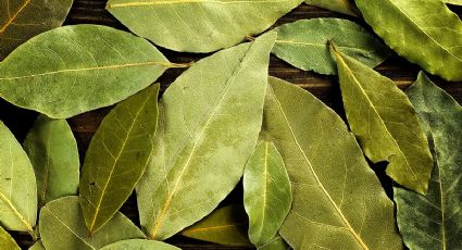 Remedio casero infalible: la hoja de laurel en la nevera que transformará tu cocina