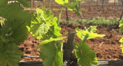 Plantas: Aprende cómo y cuándo podar una parra para obtener los mejores resultados