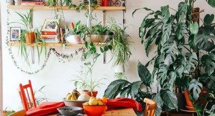 Decoración del hogar con plantas: mucho más que macetas aquí y allá