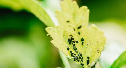 Barreras naturales: plantas ideales para mantener a los insectos alejados y proteger tu jardín