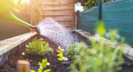 Refresca tu jardín: protege tus plantas durante las olas de calor como lo hacen los expertos