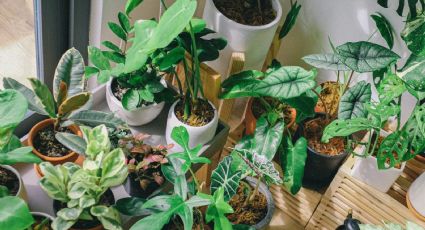 Plantas de la suerte: la elección perfecta para ahuyentar energías negativas, según el Feng Shui