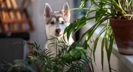 Decora tu hogar con plantas de interior aptas para tus amadas mascotas