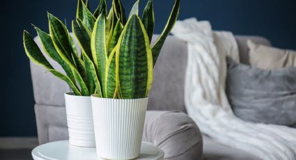 Descubre las 3 plantas ideales para atraer el dinero y la buena suerte a tu hogar