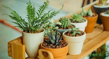 Feng Shui: las 7 plantas protectoras que purifican y alejan las malas energías