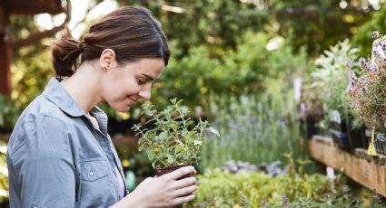 ¿Quieres tener plantas aromáticas en casa? Estas son las más fáciles de cuidar