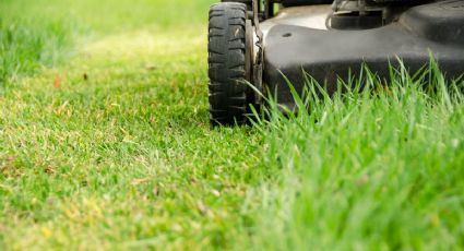 Cómo convertir el césped en el abono ideal para tus plantas de jardín