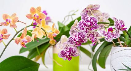 Conoce cómo plantar orquídeas en una humilde taza: el secreto mejor guardado de los jardineros