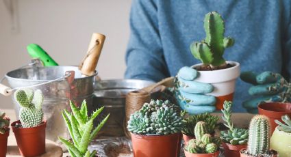 Conoce la planta que puede arruinar tu descanso nocturno: consejos para un mejor dormir