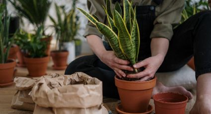 Guía para un crecimiento saludable: evita que se pudran las raíces de tus plantas con estos consejos