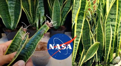 La planta que la NASA sugiere para limpiar el aire en tu hogar