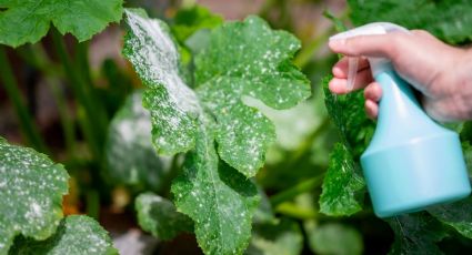 Plantas con manchas blancas: soluciones caseras para restaurar su salud y vitalidad