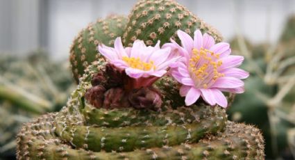 El secreto mejor guardado de los expertos en jardinería para que tus cactus estén saludables