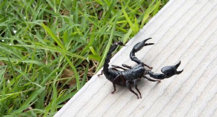 Mantén a los alacranes lejos de tu hogar con las plantas que recomiendan los expertos en jardinería