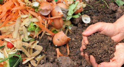 Recicla tus restos de comida: qué alimentos pueden servir como abono para tus plantas