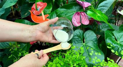 El secreto mejor guardado de los jardineros: agua con azúcar para tus plantas