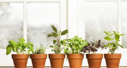 Cultivo y cuidado de las plantas de interior: consejos sencillos y efectivos