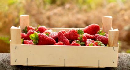 Reutiliza con estilo: dos ideas DIY para reciclar tus cajas de fresas en creaciones sorprendentes