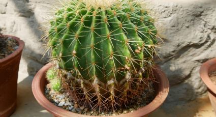 Consejos Feng Shui: por qué se recomienda evitar los cactus en la habitación