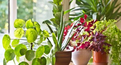 Dale un toque exótico a tu hogar: 5 plantas de interior perfectas para el verano