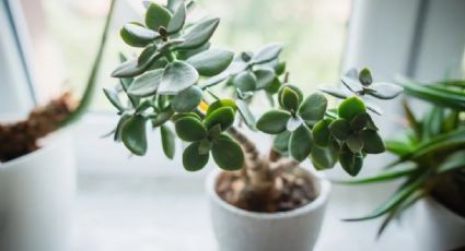 Árbol de jade: la planta del dinero que debes tener en tu hogar, según el Feng Shui
