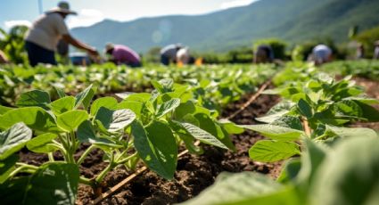 Conoce el proceso de cultivo de la planta de frijoles: un alimento fundamental