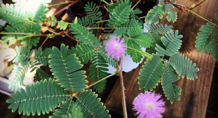 Conoce la extravagante planta mimosa que reacciona cerrando sus hojas cuando la tocas