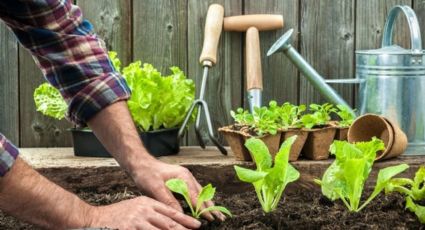 No tires el pan viejo: el baratísimo truco de jardinería para que tus plantes estallen en flores