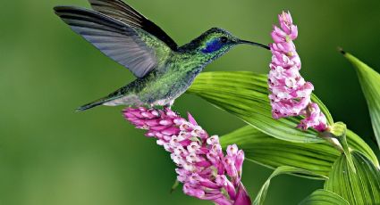 Transforma tu jardín en un paraíso para colibríes: plantas aromáticas que los atraen