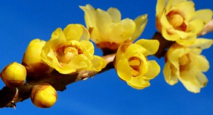 Dulces pero sin empalagar: celebra tu belleza con perfumes creados a partir de flores amarillas