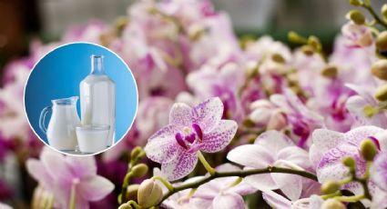 Consigue que tus orquídeas exploten en flores todo el año con este ingrediente barato