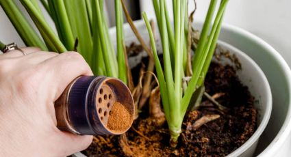 Secretos de jardinería: aprovecha los beneficios de la canela en tus plantas