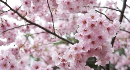 Logra la armonía perfecta: plantas indispensables para tu jardín estilo japonés