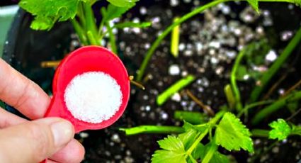 El truco con sal que los jardineros no querían contar: tus plantas sanarán de inmediato