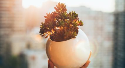 Aprende si tus plantas suculentas necesitan más luz solar con este truco infalible