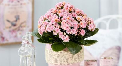 Guía completa de jardinería para cuidar el Kalanchoe: prolonga su vida y disfruta de sus flores