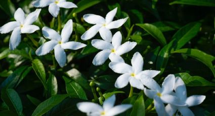 Guía sencilla de los jardineros para que tu planta de jazmín estalle en flores