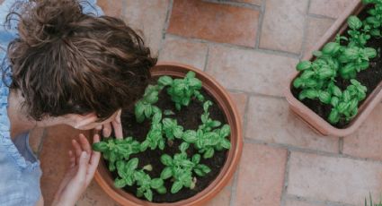 El poder de la naturaleza: plantas místicas para atraer energía positiva a tu hogar