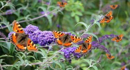 7 plantas trepadoras que querrás en tu jardín si quieres mariposas a tu alrededor