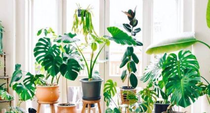 El sí rotundo de los expertos en decoración para espacios pequeños: menos cuadros y más plantas