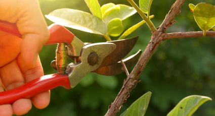 Cómo podar en verano: mantén tu jardín fresco y verde durante la época estival